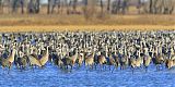 Sandhill Craneborder=